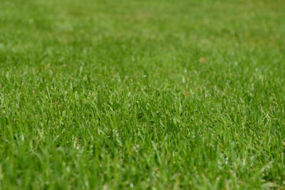 artificial lawn